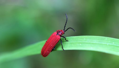 Close-up of insect on plant