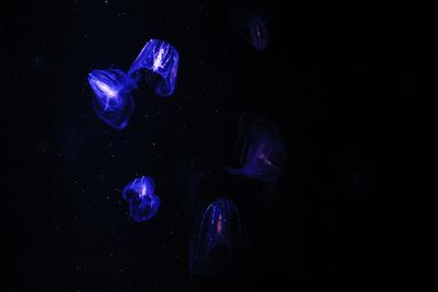 Jellyfish swimming in sea