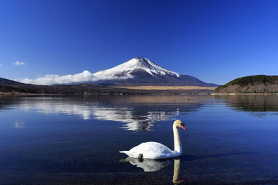 Swans on a lake