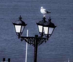 Seagull perching on street light
