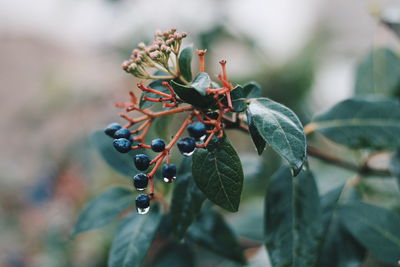 Close-up of caterpillar on plant