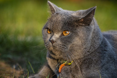 Close-up of a cat looking away