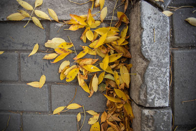 High angle view of yellow maple leaves on street