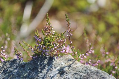 Close-up of flowers on tree