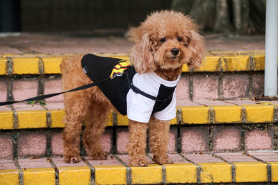 Portrait of dog standing on steps