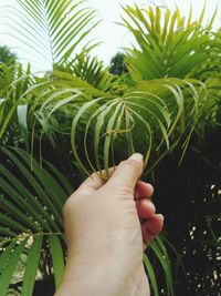 Close-up of hand holding plant