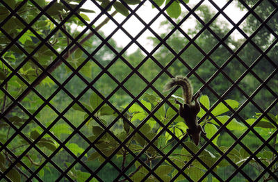 Full frame shot of chainlink fence