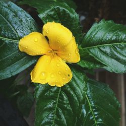 Close-up of yellow flower