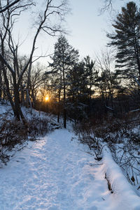 Trees on snow covered landscape