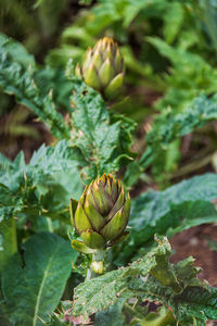 Close-up of fresh green plant in field