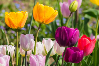 Close-up of tulips blooming on field