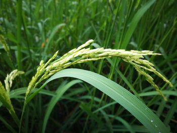 Close-up of fresh green grass