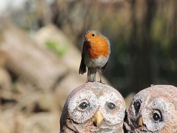 Close-up of robin perching on owl statue