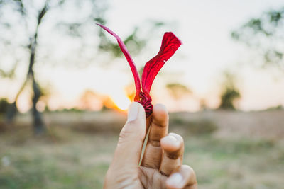 Close-up of hand holding red flower