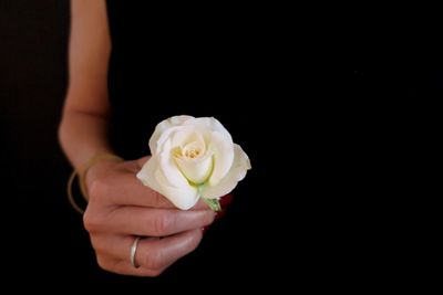 Close-up of hand holding rose over black background