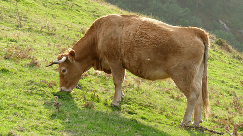 Cow standing in a field