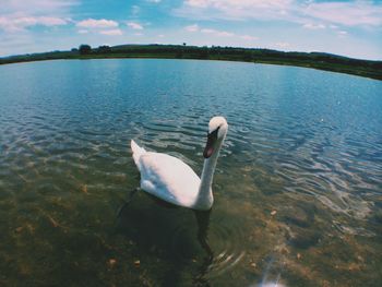 View of birds in calm water