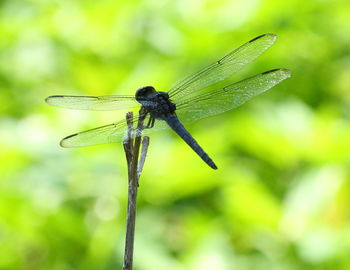 Close-up of dragonfly on leaf