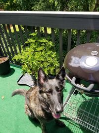 Portrait of dog on grass in yard