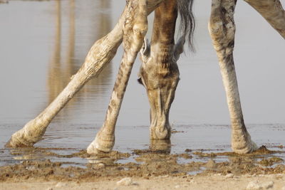 View of horse drinking water from beach