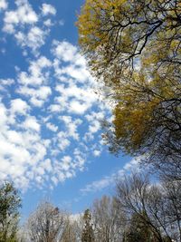 Low angle view of trees against blue sky