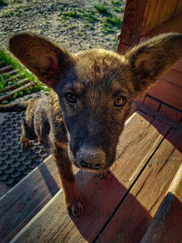 Close-up portrait of a dog