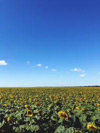 Scenic view of sunflower field against blue sky