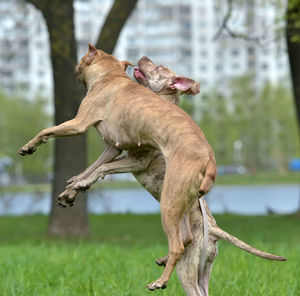 View of a dog on field