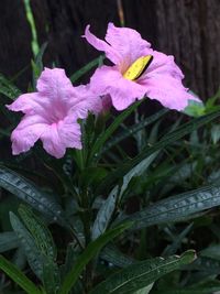 Close-up of purple iris blooming outdoors