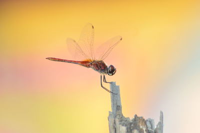 Close-up of insect against orange sky