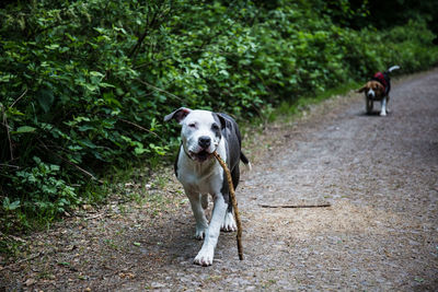 Portrait of dog standing on land