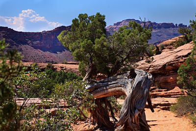 Trees and mountains against sky