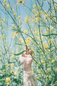 Midsection of person holding yellow flowering plants