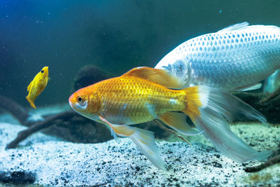 Fish swimming in sea