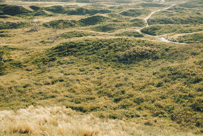 North german dune landscape on with meadow in sunlight