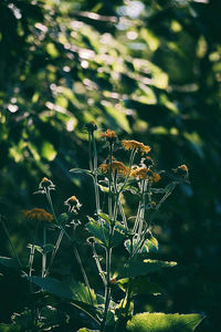 Close-up of plant growing outdoors