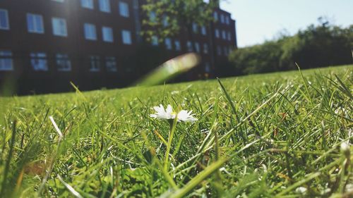 Close-up of white flowers blooming on field