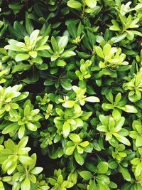 Full frame shot of flowering plants