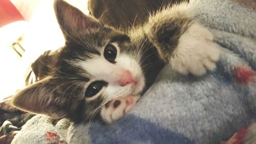 Close-up portrait of cat