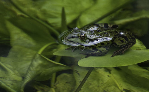 Frog sitting on leaf over water
