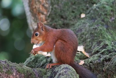 Close-up of squirrel on rock in forest