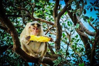 Low angle view of monkey eating corn on tree 