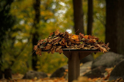 Table in forest filled with leaves, autumn scenery