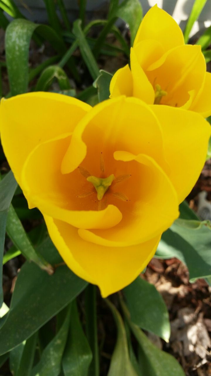 flower, petal, flower head, freshness, fragility, yellow, growth, beauty in nature, blooming, close-up, plant, nature, focus on foreground, leaf, single flower, park - man made space, in bloom, rose - flower, outdoors, day