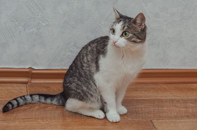 Cat sits on the floor and looks away