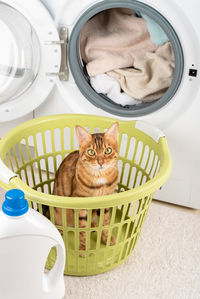 The cat sits in the laundry basket near the washing machine in the laundry room.