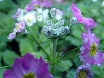 Close-up of purple flowers blooming outdoors