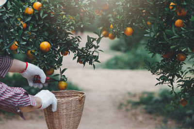 Man holding orange fruit tree