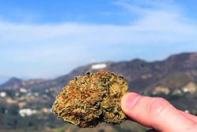 Close-up of hand holding marijuana against sky