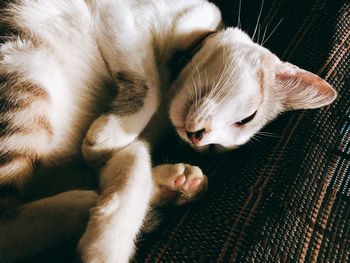 Close-up of cat sleeping